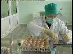 Двое детей заболели птичьим гриппом в Египте [31.03.2007 17:54]