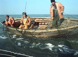 Европейский Союз и Норвегия договорились сократить в 2006 году добычу рыбы [04.12.2005 05:52]