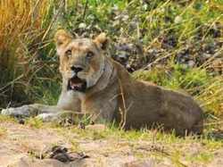 Зимбабвийские львы загрызли принимавшего душ туриста [05.11.2010 09:19]