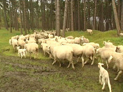 Во Франции приняли решение взрывать овец [05.11.2010 10:02]