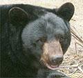 Пенсильвания: медведь устроил берлогу под домом [06.12.2005 10:07]