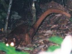 Биологи не сумели поймать красного лемура на Борнео [06.12.2005 13:16]
