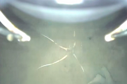 Зонд в первый раз снял жизнь Антарктики (видео) [06.04.2015 13:22]