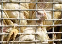У китайских контрабандных кур во Вьетнаме выявлен птичий грипп [06.04.2006 07:02]