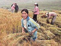 Япония поможет сельскому хозяйству Афганистана [07.11.2010 12:15]