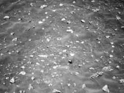 На Марсе обнаружили формирования, напоминающие морские ракушки [08.11.2010 12:37]