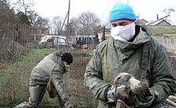 В Крыму найден высокопатогенный вирус ` птичьего ` гриппа N5H1 [08.12.2005 18:20]