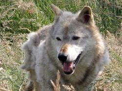 В Коми распространились непроверенную информацию об агрессивных волках [09.11.2010 14:36]