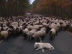 Козы и овцы вышли на митинг протеста супротив ` Чернобыль-экспресса ` [09.11.2010 15:13]