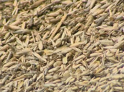 Россия собрала почти 64 млн тонн зерна [09.11.2010 16:11]