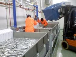 В Мурманской области открылась рыбоперерабатывающая фабрика [09.09.2016 16:54]
