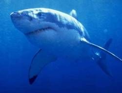 Акулам в Средиземном море грозит исчезновение [12.06.2008 11:32]