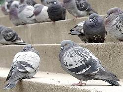 В Нью-Йорке будут штрафовать за кормление голубей [13.11.2007 19:28]