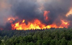 Жара в евросоюзе спровоцировала серию мощных лесных пожаров [17.07.2017 16:51]