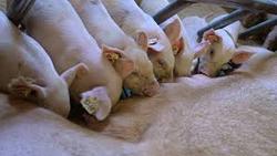 Россия запросила совещания с Европейским союзом в ВТО по делу об импорте свинины [30.01.2018 22:04]