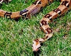 Змеи удивили ученых размножением без секса [04.11.2010 12:11]