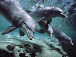 Социум дельфинов схож с человеческим [06.11.2010 13:25]
